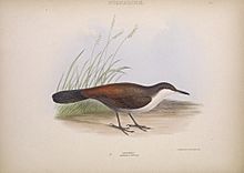 Archivo:Enicornis melanura - Crag chilia, Gray 1846 (Ochetorhynchus melanurus)