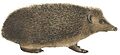 Erinaceus europaeus - 1700-1880 - Print - Iconographia Zoologica - Special Collections University of Amsterdam -(white background)