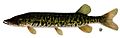 Esox americanus vermiculatus