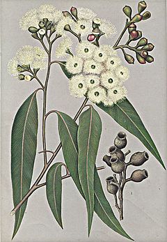 Archivo:Eucalyptus maculata