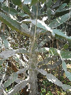 Archivo:Euphorbia antiquorum (YS) (3)