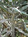 Euphorbia antiquorum (YS) (3)