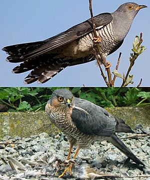 Archivo:European Cuckoo Mimics Sparrowhawk