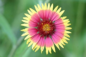 Archivo:Firewheel or Indian Blanket with a Spider at the back