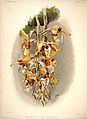 Frederick Sander - Reichenbachia I plate 35 (1888) - Stanhopea shuttleworthii