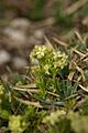 Galium anisophyllon PID1599-3