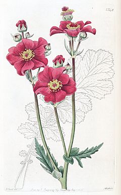 Archivo:Geum chiloense var. grandiflorum