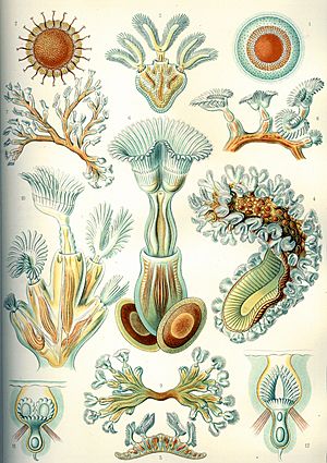 Haeckel Bryozoa.jpg