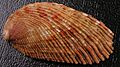 Haliotis elegans 001