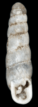 Archivo:Huttonella bicolor shell