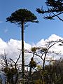 IMG 6492 monkey puzzle