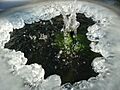 Ice
