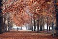 Kashmir autumn