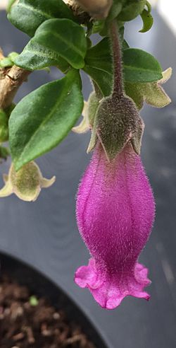 Latua pubiflora ( Griseb. ) Baillon single flower.jpg