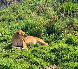 Archivo:Leona de Granja Porcón