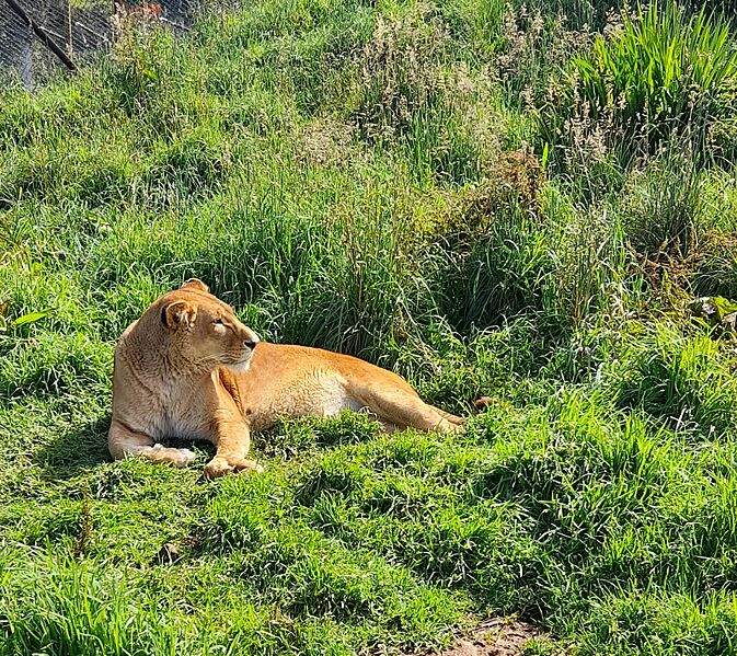 Leona de Granja Porcón