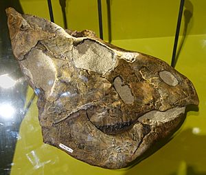Archivo:Leptoceratops skull Royal Tyrrell