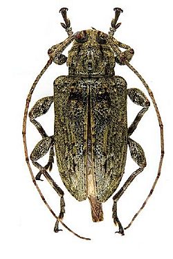 Leptostylopsis cristatus.JPG