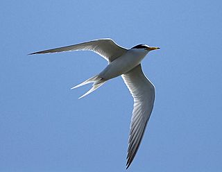 Little Tern 6820C.jpg