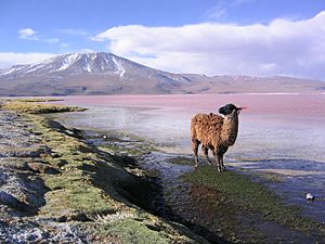 Archivo:Llama en la laguna Colorada Potosí Bolivia