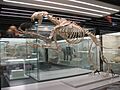 Machairodus aphanistus (replica) from Batallones 1, Torrejón de Velasco, Madrid, Spain
