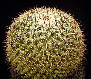 Mammillaria wiesingeri ssp apamensis1 ies.jpg