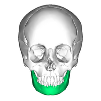 Mandible anterior.png