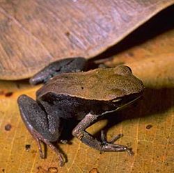 Mantella betsileo01.jpg