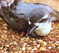Medium-billed Prion