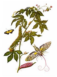 Archivo:Merian insectes Surinam