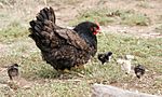 Mother hen with chicks02