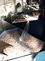 Museo Egidio Feruglio 013