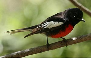 Myioborus pictus.jpg