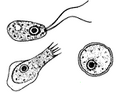 Naegleria (formes)