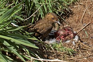 Archivo:Nesocichla eremita -Nightingale Island -eating-8