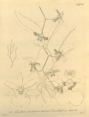 Archivo:Oncidium ansiferum and Oncidium ensatum (as O. cerebriferum)-Xenia 1-98 (1858)
