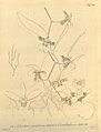 Oncidium ansiferum and Oncidium ensatum (as O. cerebriferum)-Xenia 1-98 (1858)
