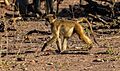 Papión chacma (Papio ursinus), parque nacional de Chobe, Botsuana, 2018-07-28, DD 63