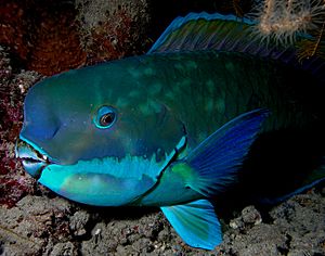 Archivo:Parrotfish turquoisse