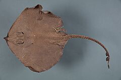 Pavoraja asperula MA2140 001.jpg