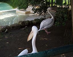 Archivo:Pelicans in Selwo 2009