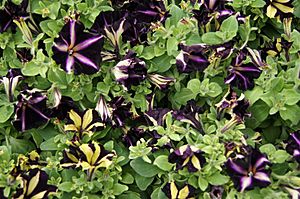Archivo:Petunien - Surfinia Bicolor Purple und Phantom
