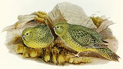 Pezoporus occidentalis Bird illustration by Elizabeth Gould for Birds of Australia, digitally enhanced from rawpixel's own facsimile book666.jpg