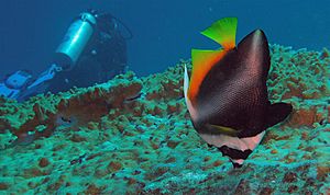 Archivo:Phantom Bannerfish - Heniochus pleurotaenia