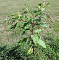 Phytolacca americana full plant
