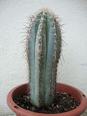 Archivo:Pilosocereus tweedyanus1