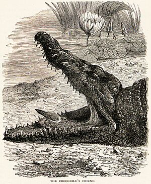 Archivo:PloverCrocodileSymbiosis