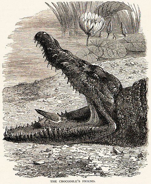 PloverCrocodileSymbiosis