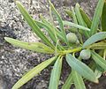 Podocarpus elongatus Groot Winterhoek fruits 2