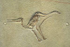 Archivo:Pterodactylus micronyx - IMG 0677